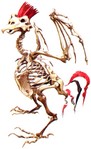 g-boney-bird.jpg