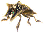 bug.jpg