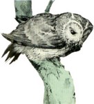 Filename=g-owl2.jpg
Filesize=15KB
Dimensions=225x248
Date added=Feb 25, 2006 g-owl2.jpg
