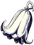g-sea-lily-bell.jpg