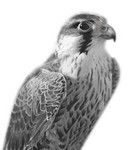 Falcon.jpg